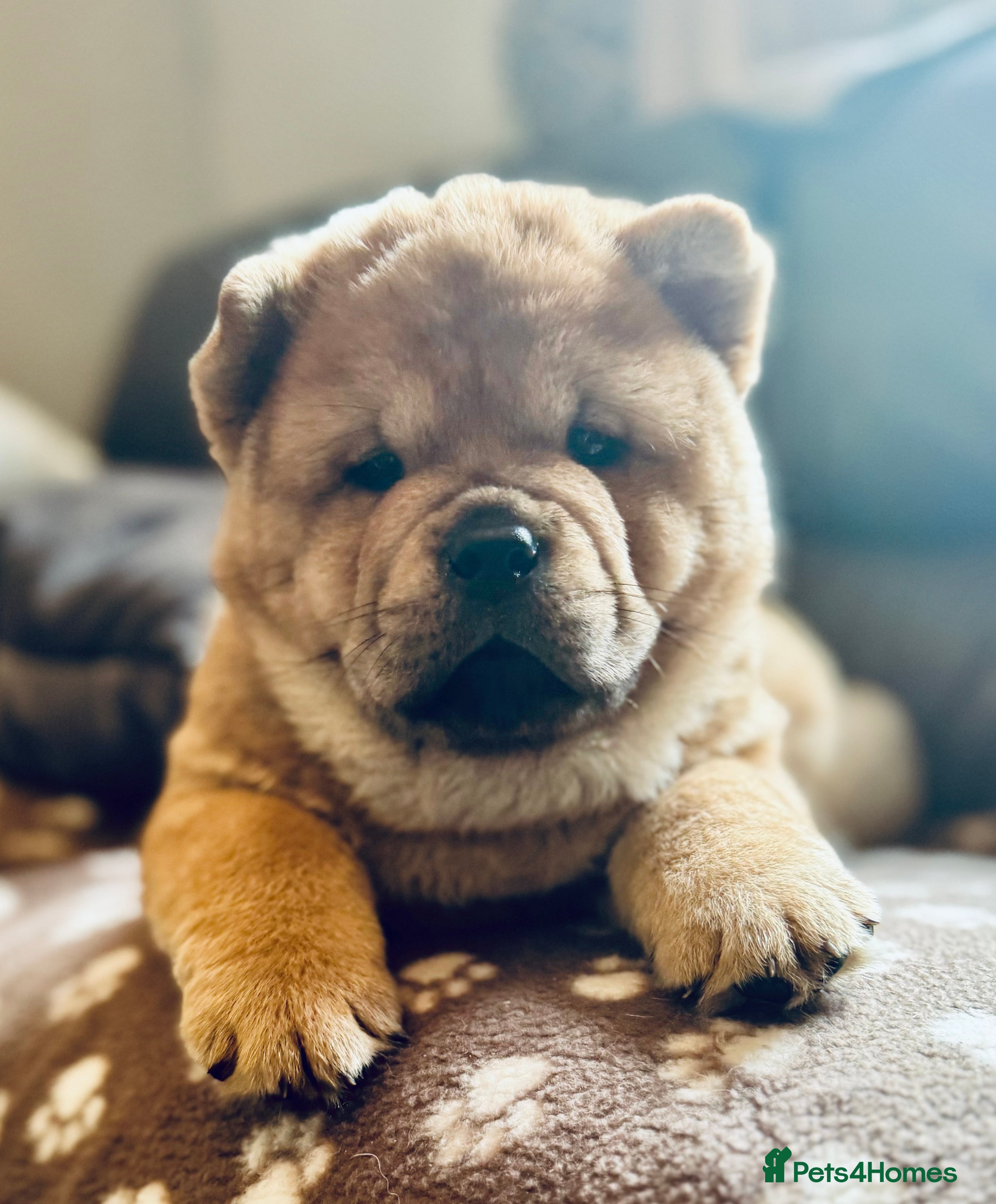 Chow Chow dogs Meet Buddy - the most stunning red smooth - Advert 5