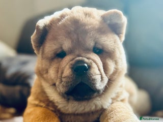 Chow Chow dogs Meet Buddy - the most stunning red smooth - Advert 5