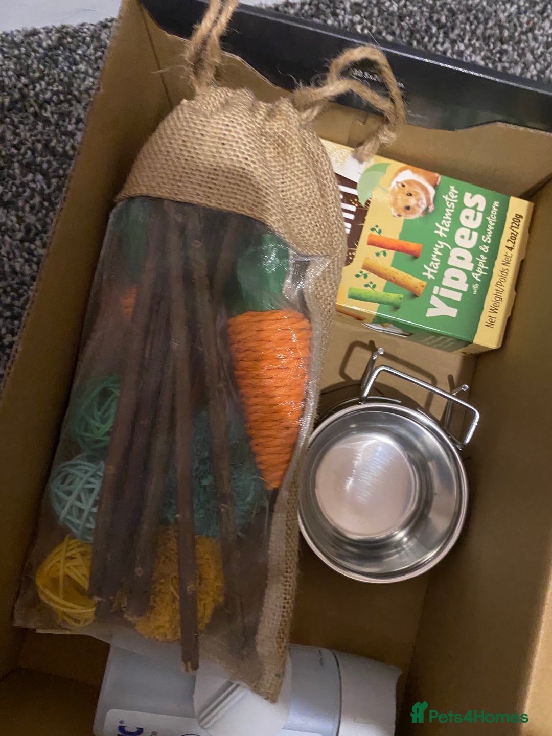 Hamster rodents for sale: 2 male gerbils - Image 8