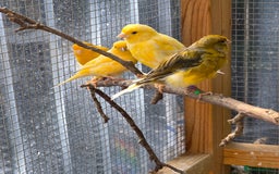Canaries birds for sale: 9 canaries for sale £15 each - Image 5