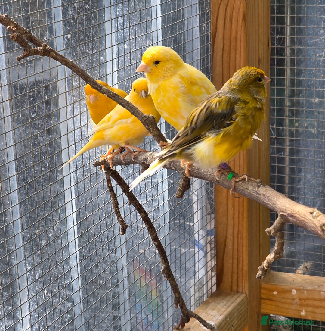 Canaries birds for sale: 9 canaries for sale £15 each - Image 5
