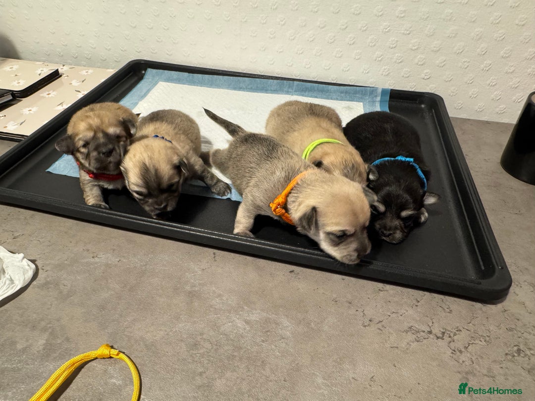 Chiweenie dogs for sale: 5 Beautiful Chiweenie Puppies - Image 17