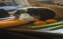 Guinea Pig rodents for sale: 2 x male guinea pigs  - Image 7