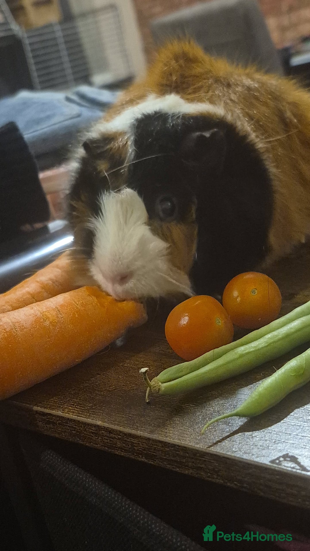 Guinea Pig rodents for sale: 2 x male guinea pigs  - Image 7