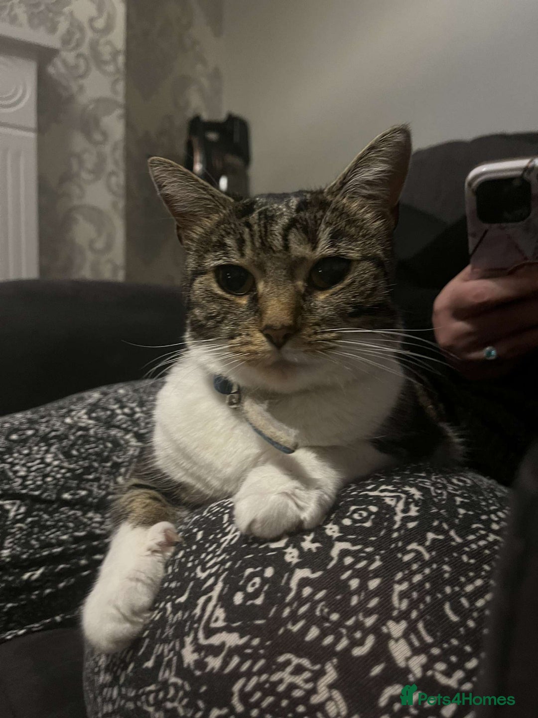 Mixed Breed cats for sale: Female cat - Advert 4