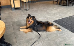 German Spitz dogs for stud: Free stud on conditions mentioned in description:) - Advert 2