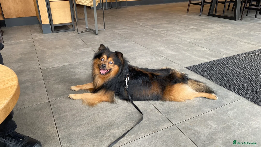 German Spitz dogs for stud: Free stud on conditions mentioned in description:) - Advert 2