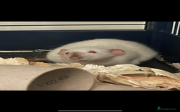 Rat rodents for sale: Baby rats looking for 5*homes only  - Image 2