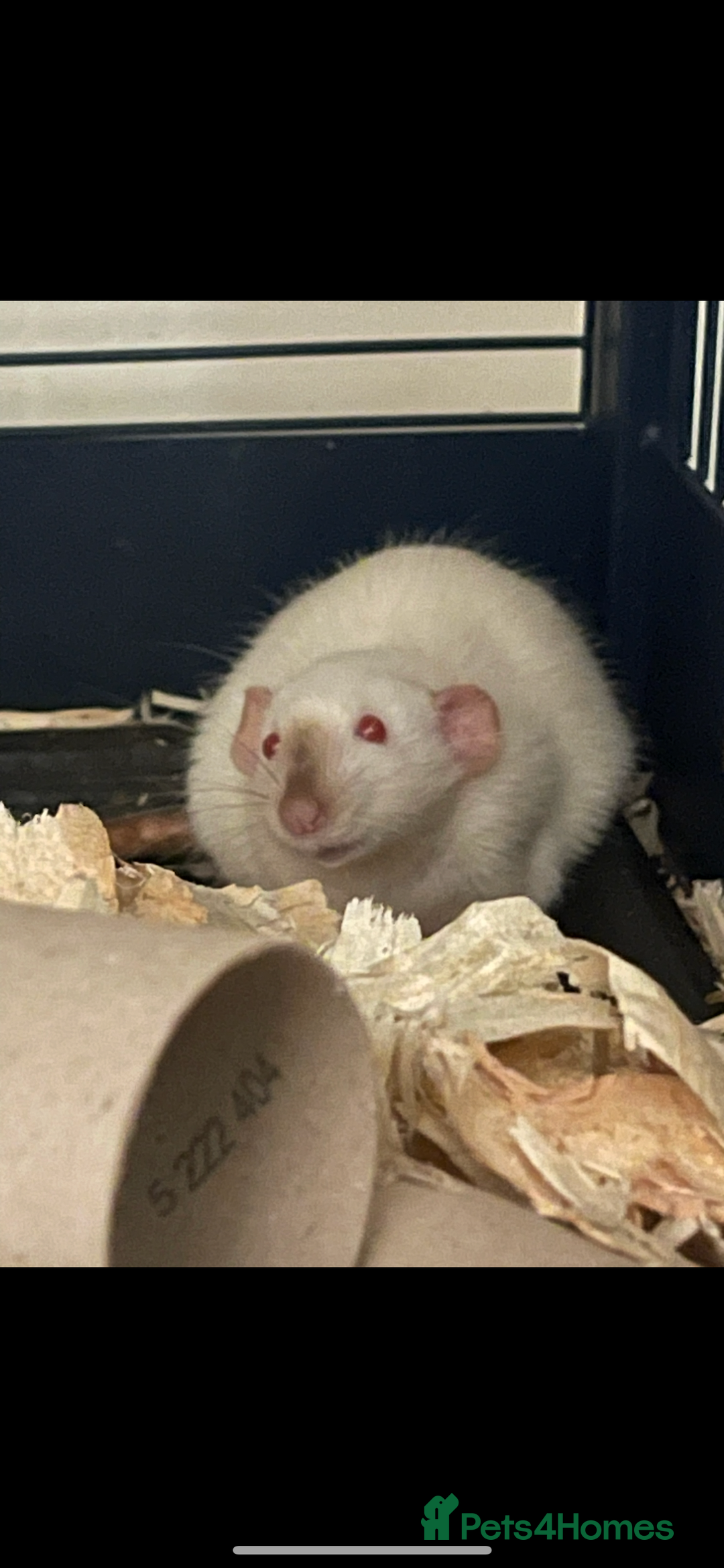 Rat rodents for sale: Baby rats looking for 5*homes only  - Image 2