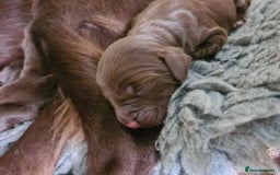 Sprocker dogs for sale: Sprockers  - Image 14