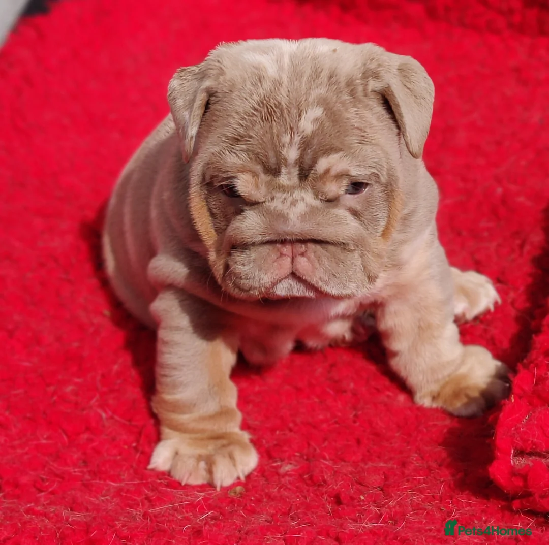 English Bulldog dogs for sale: Stunning puppy s - Advert 7