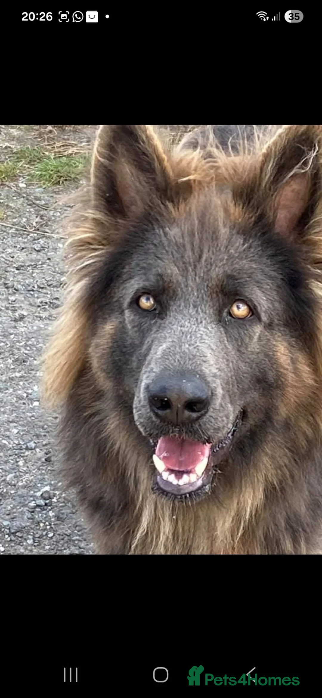 German Shepherd dogs for sale: Stunning blue German shepherd puppies  - Advert 4