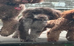 Cockapoo dogs for sale: Cockapoo puppies  - Image 12