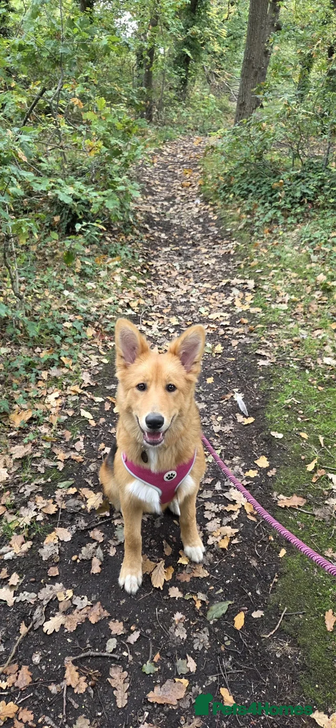 Mixed Breed dogs for sale: Zelda - Shepsky/Shollie - Advert 1