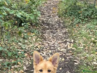 Mixed Breed dogs Zelda - Shepsky/Shollie - Advert 1