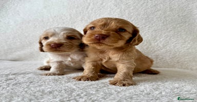 Cocker Spaniel dogs - Advert 1