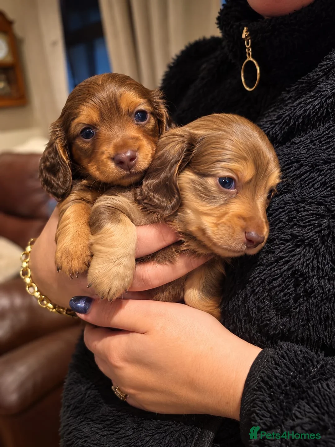 Dachshund dogs for sale: True Miniature long haired dachshunds for sale - Advert 2