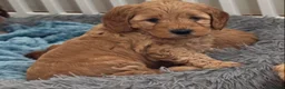 Australian Labradoodle dogs for sale: Stunning Australian Labradoodle Pups - Advert 12