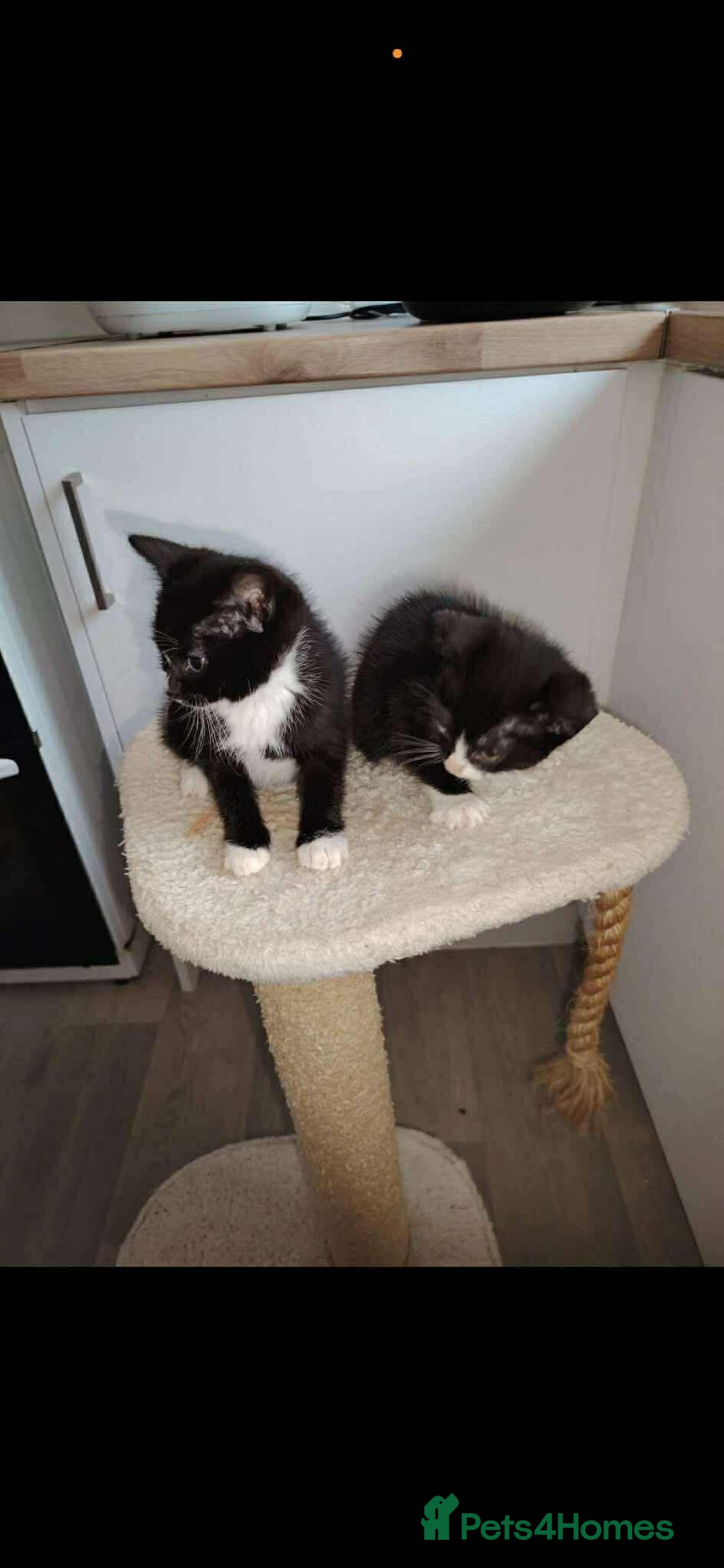 Mixed Breed cats for sale: Ragdoll x babies - Advert 12