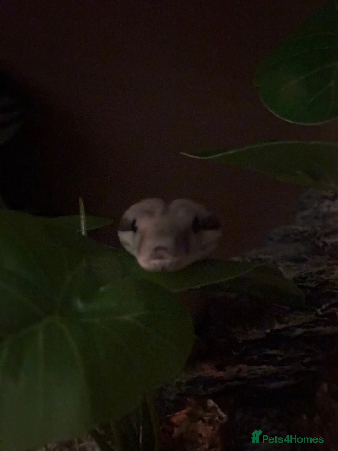 Boa Snake reptiles for sale: Boa constrictor  - Advert 7