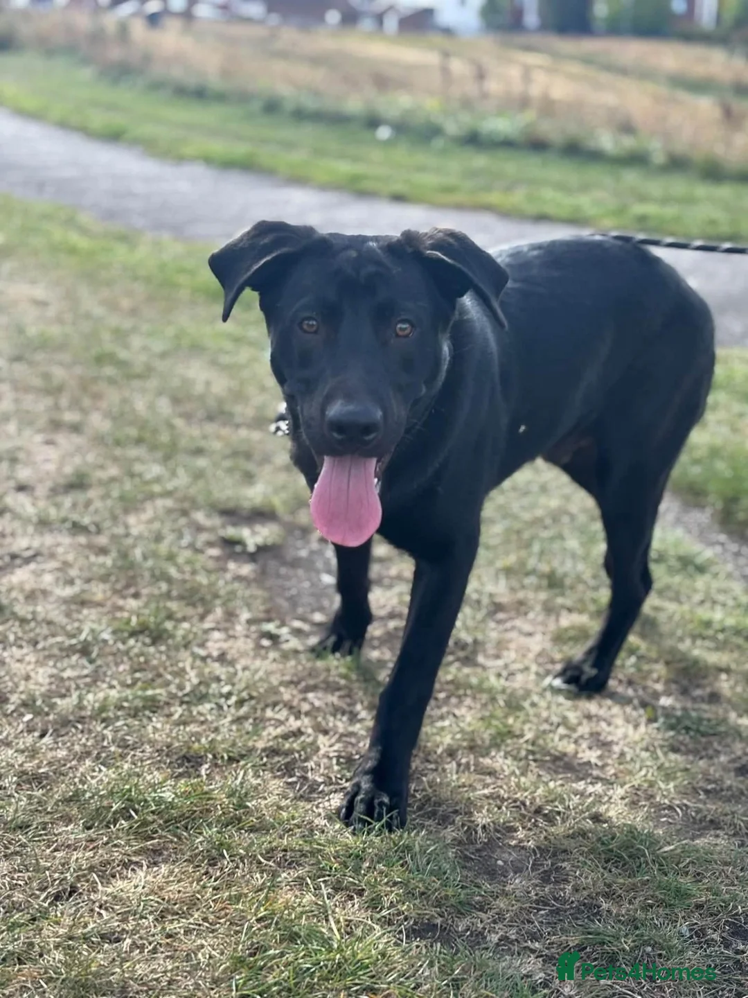 Labrador Retriever dogs for sale: Lab x rottweiler for sale - Advert 1