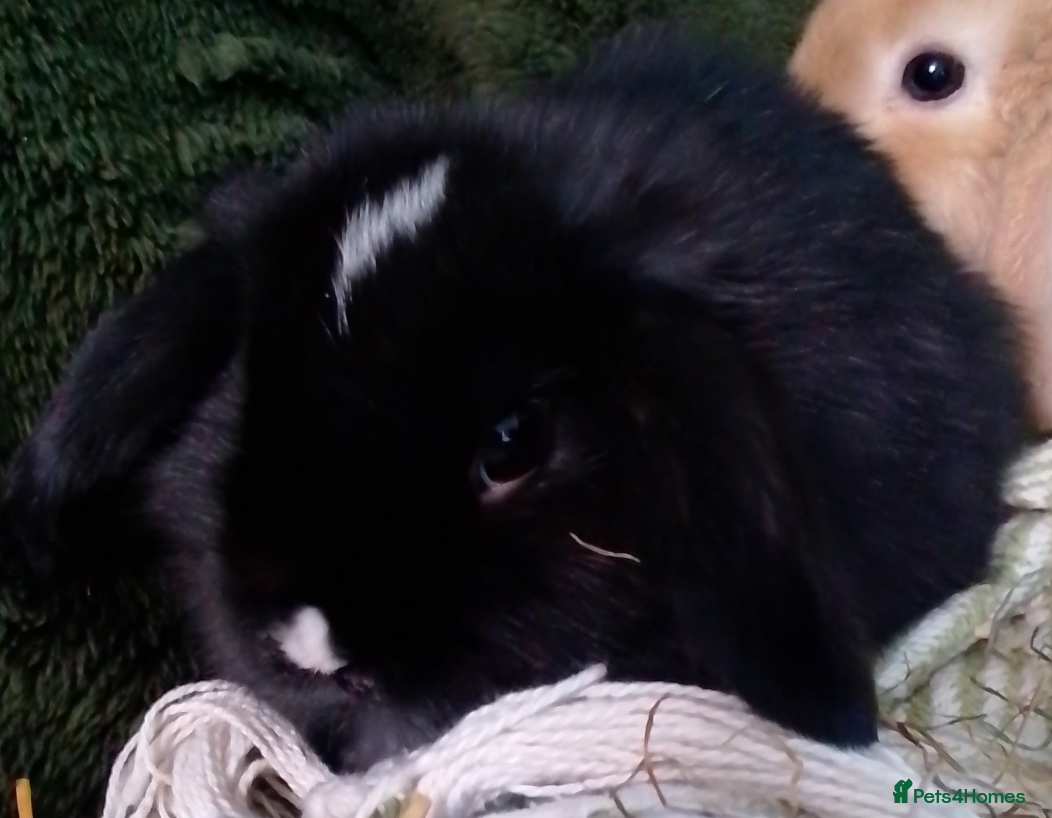 Mini Lop rabbits Last Mini Lop bunny Ready to leave from Wednesday  - Advert 17