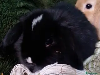 Mini Lop rabbits Last Mini Lop bunny Ready to leave from Wednesday - Advert 17