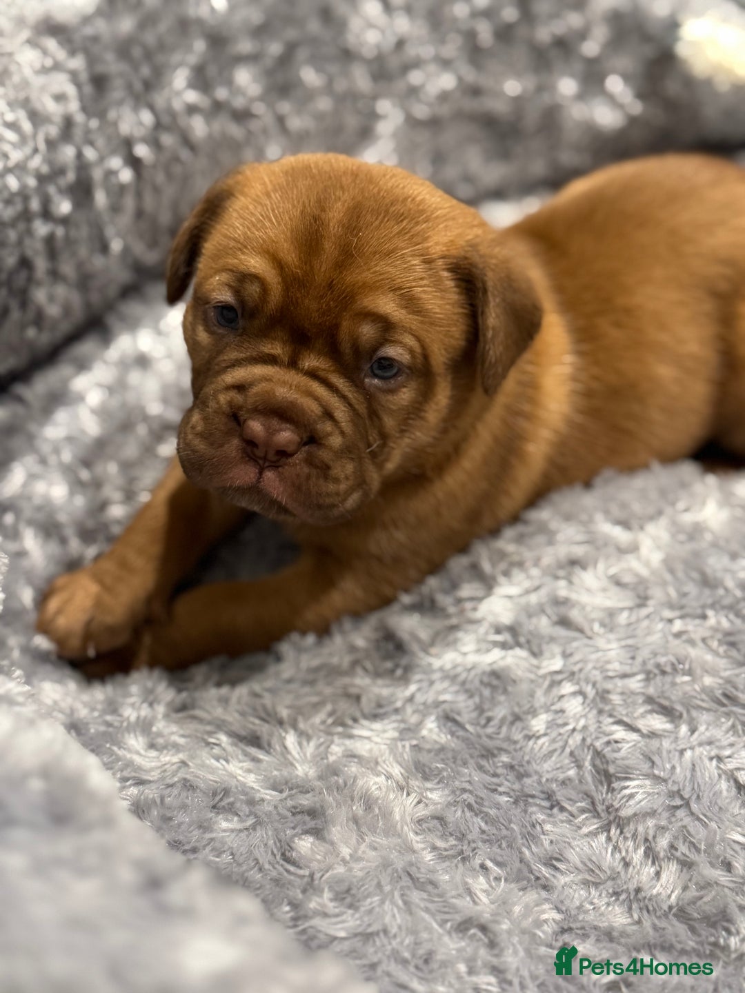 Dogue De Bordeaux dogs for sale: Stunning Quality Dogue de Bordeaux Puppies - Image 8