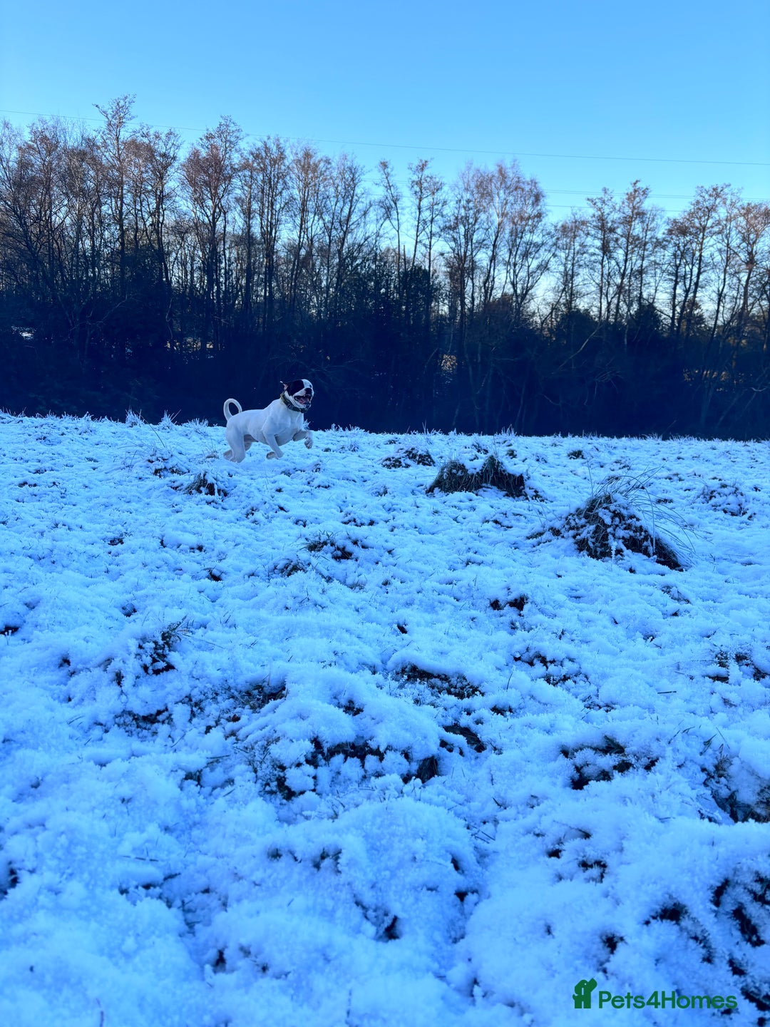 American Bulldog dogs for sale: Albie the American bulldog  - Advert 2