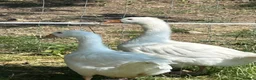 Geese poultry for sale: 3 gosling unsexed  - Advert 4