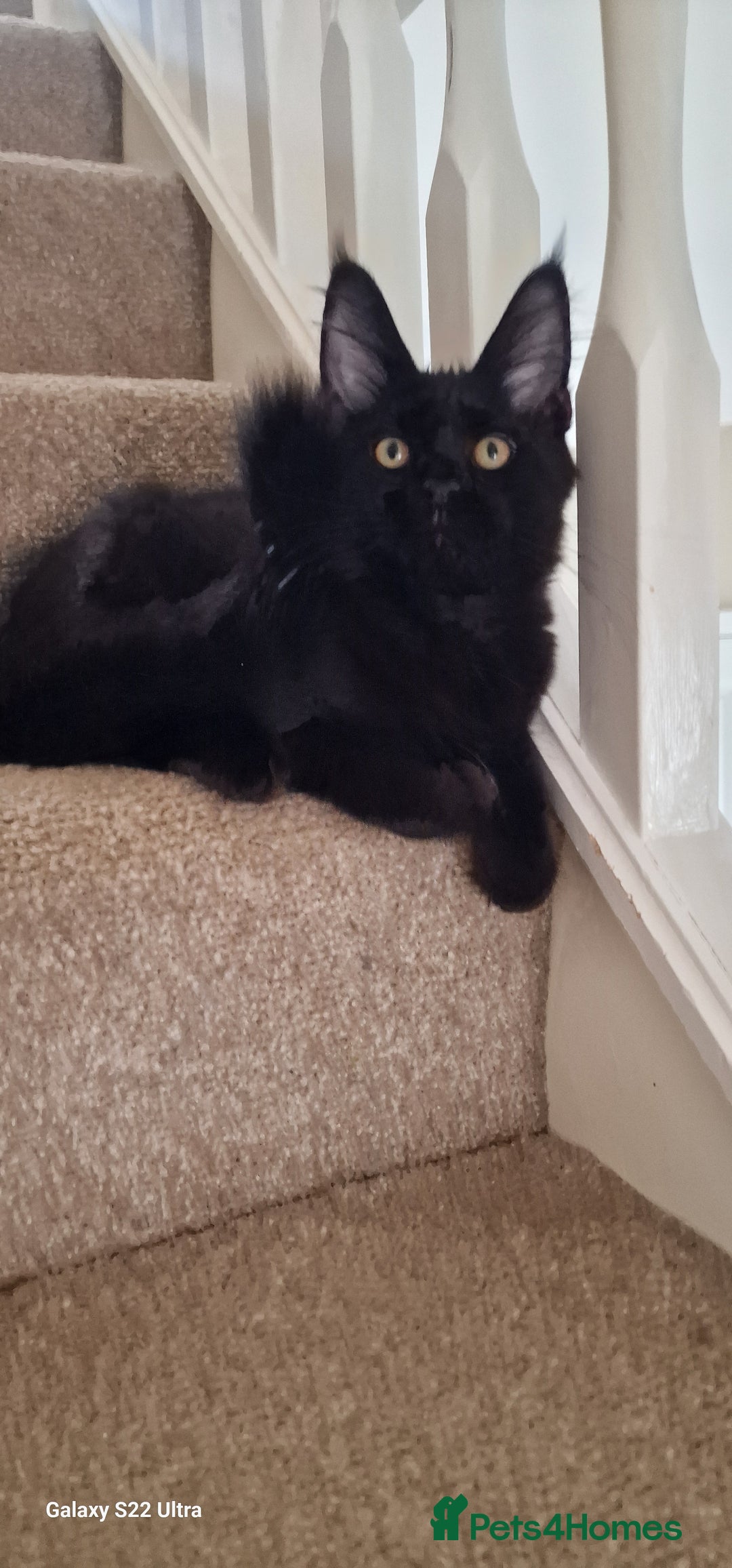 Maine Coon cats for sale: Very good price - Image 15