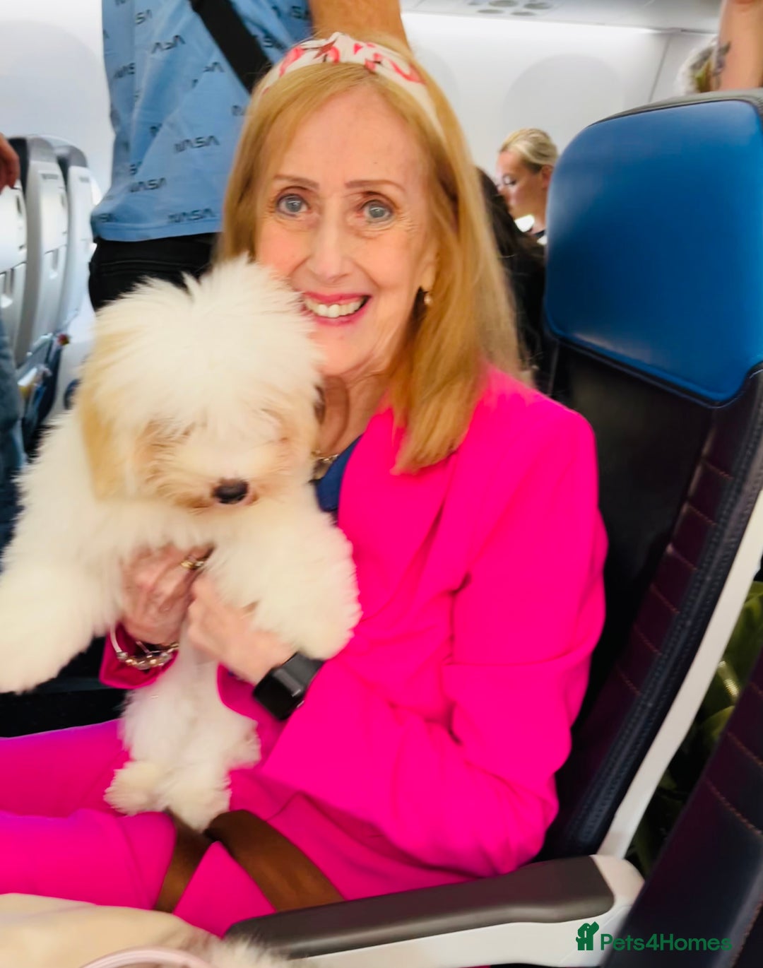 Coton De Tulear dogs for sale: K.C reg Coton de Tulear Puppies inc. World Champio - Advert 8