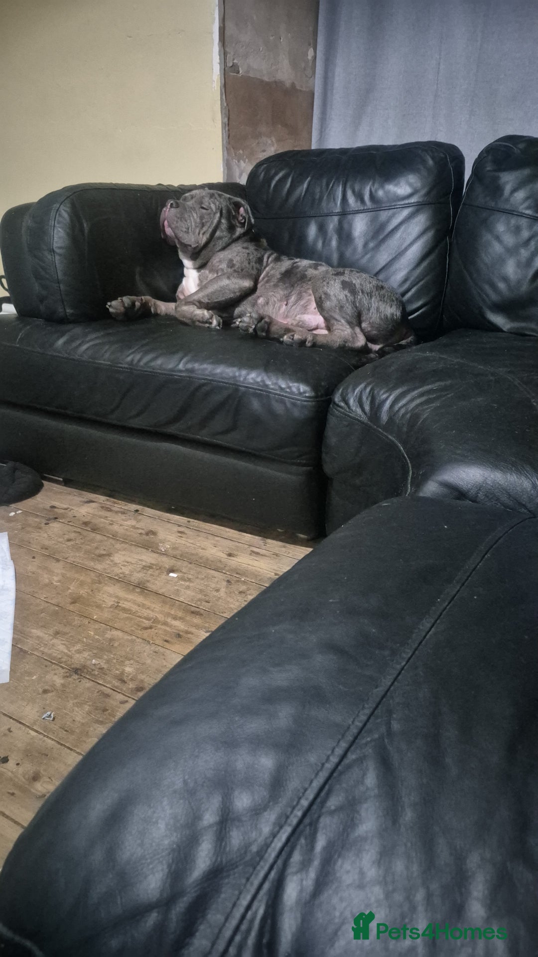 Mixed Breed dogs for sale: Blue merle boy amercian bully x - Advert 3
