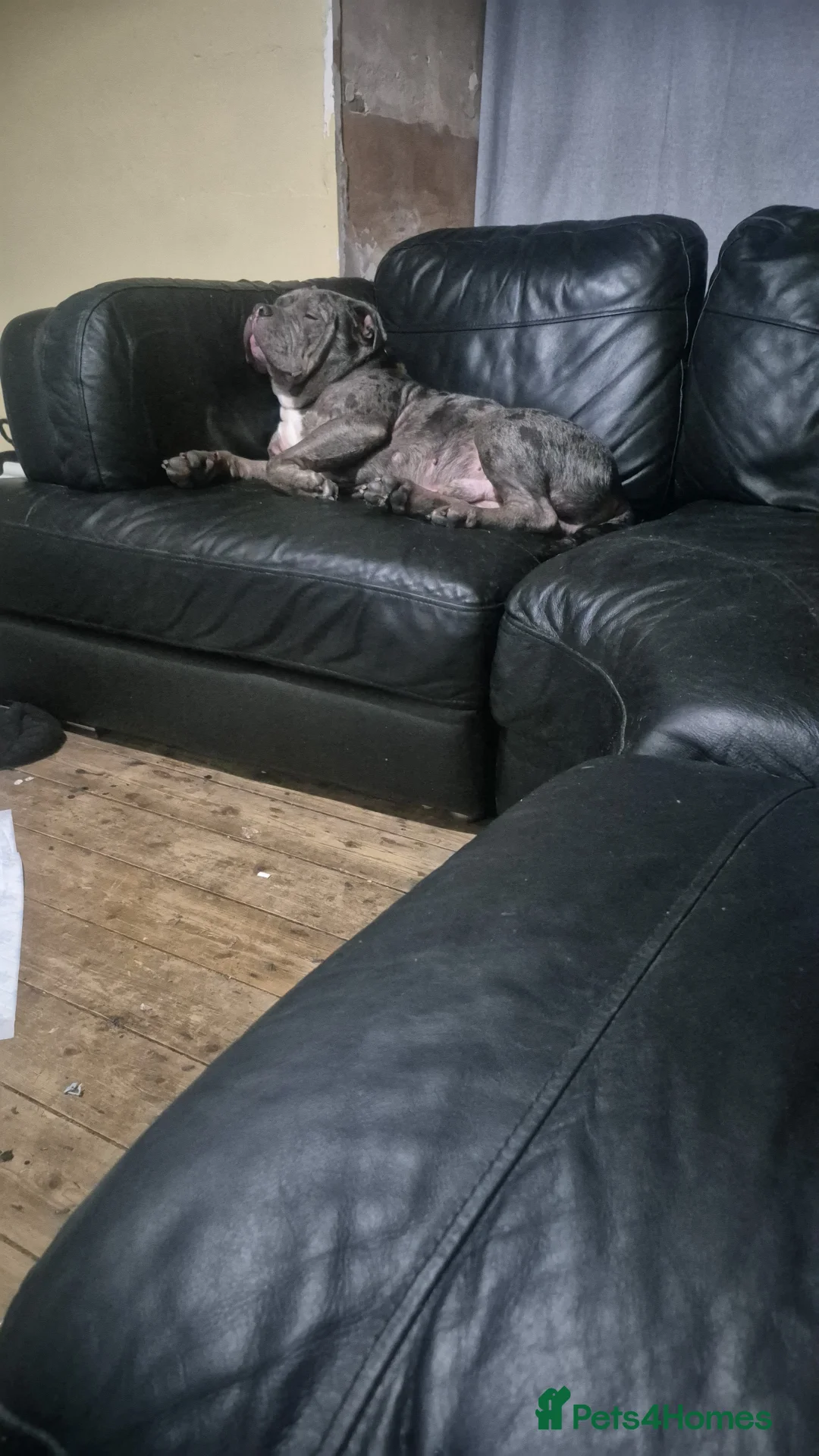 Mixed Breed dogs for sale: Blue merle boy amercian bully x - Advert 3
