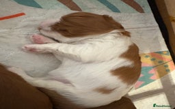 Cavalier King Charles Spaniel dogs for sale: Beautiful King Charles Puppies in Kelso - Image 2