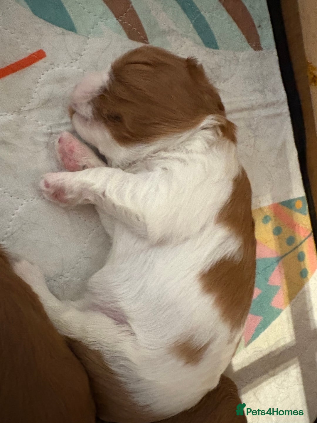 Cavalier King Charles Spaniel dogs for sale: Beautiful King Charles Puppies in Kelso - Image 2