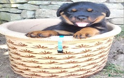 Rottweiler dogs for sale: Chunky Rottweiler Puppies  - Image 24