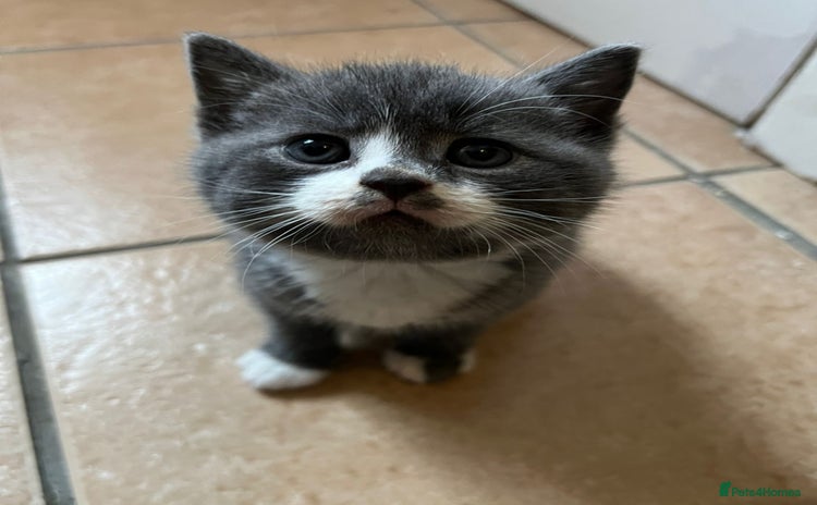 Scottish Fold cats - Advert 1