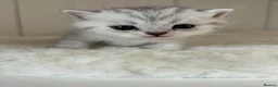 British Shorthair cats for sale: Stunning Snow Spot BSH Kittens  - Advert 7