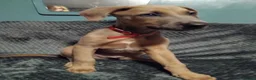 Lurcher dogs for sale: 8 week old male lurcher puppy  in Clacton-on-Sea - Advert 4