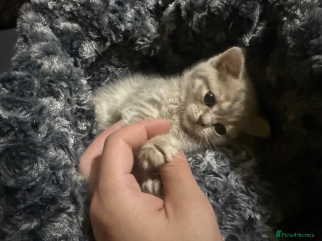 Scottish Fold cats for sale: Beautiful Scottish straight cross British shorts😍 - Image 31