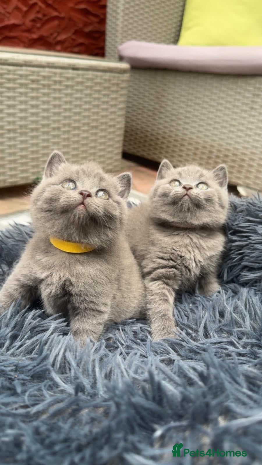 British Shorthair cats British Short Hair Blue Kittens  - Advert 2