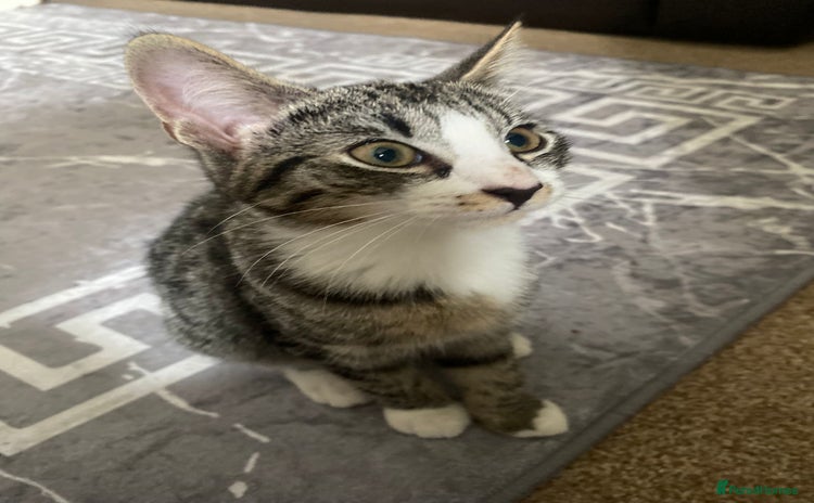 Mixed Breed cats - Advert 2