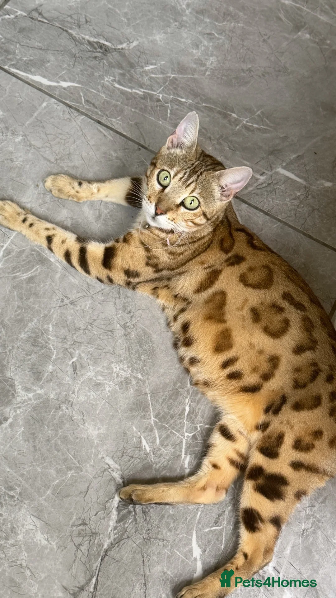 Bengal cats for sale: Two stunning boys left ❤️ - Advert 2