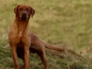 Labrador Retriever dogs Bert health tested stud - Advert 18