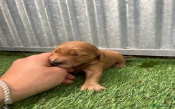 Mini Goldendoodle dogs for sale: Mini GoldenDoodle Puppies - Image 15