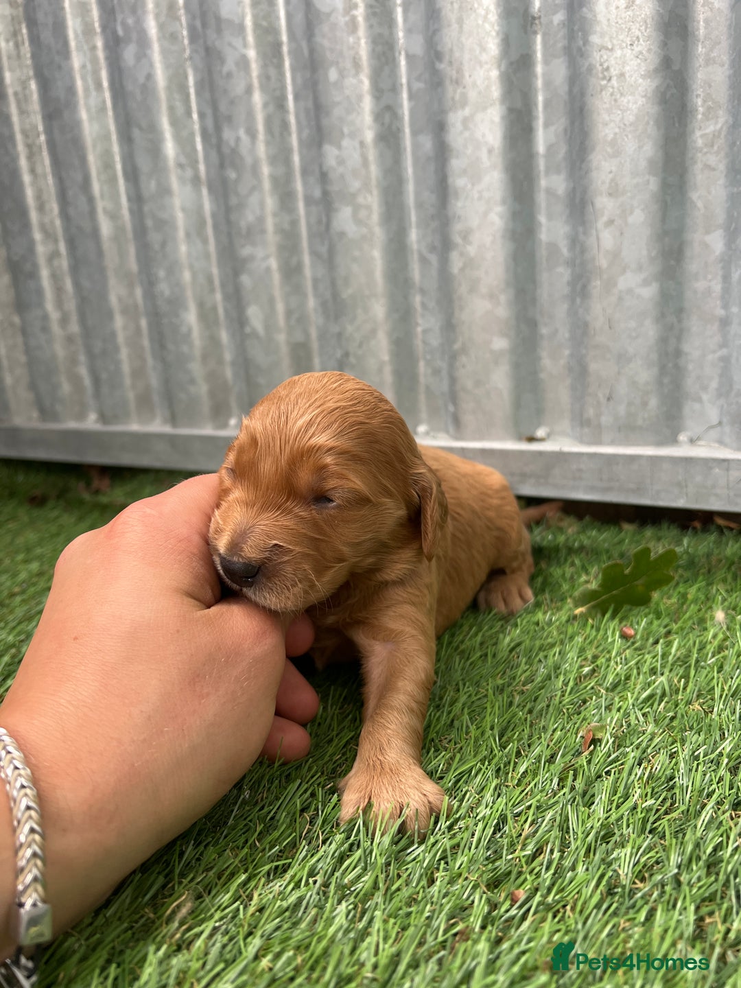 Mini Goldendoodle dogs for sale: Mini GoldenDoodle Puppies - Image 15