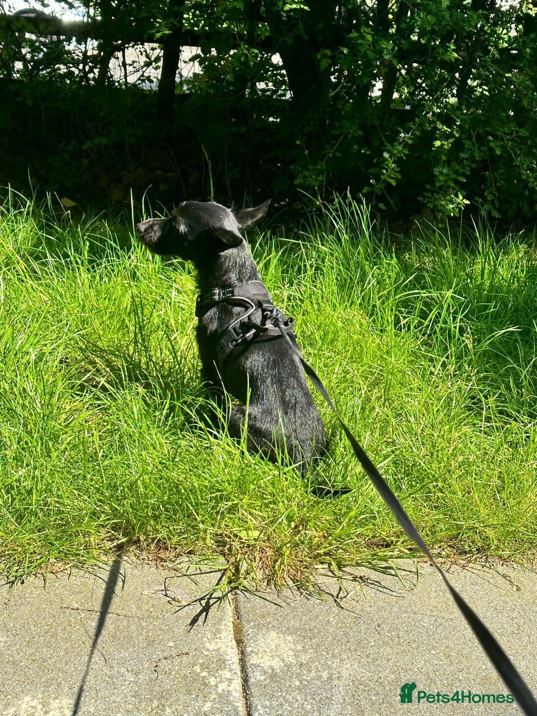 Mixed Breed dogs for adoption: 💙🐶 BUDDY 🐶💙 - Image 10