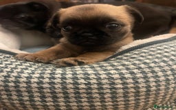 Mixed Breed dogs for sale: Puffin Puppies - Advert 8