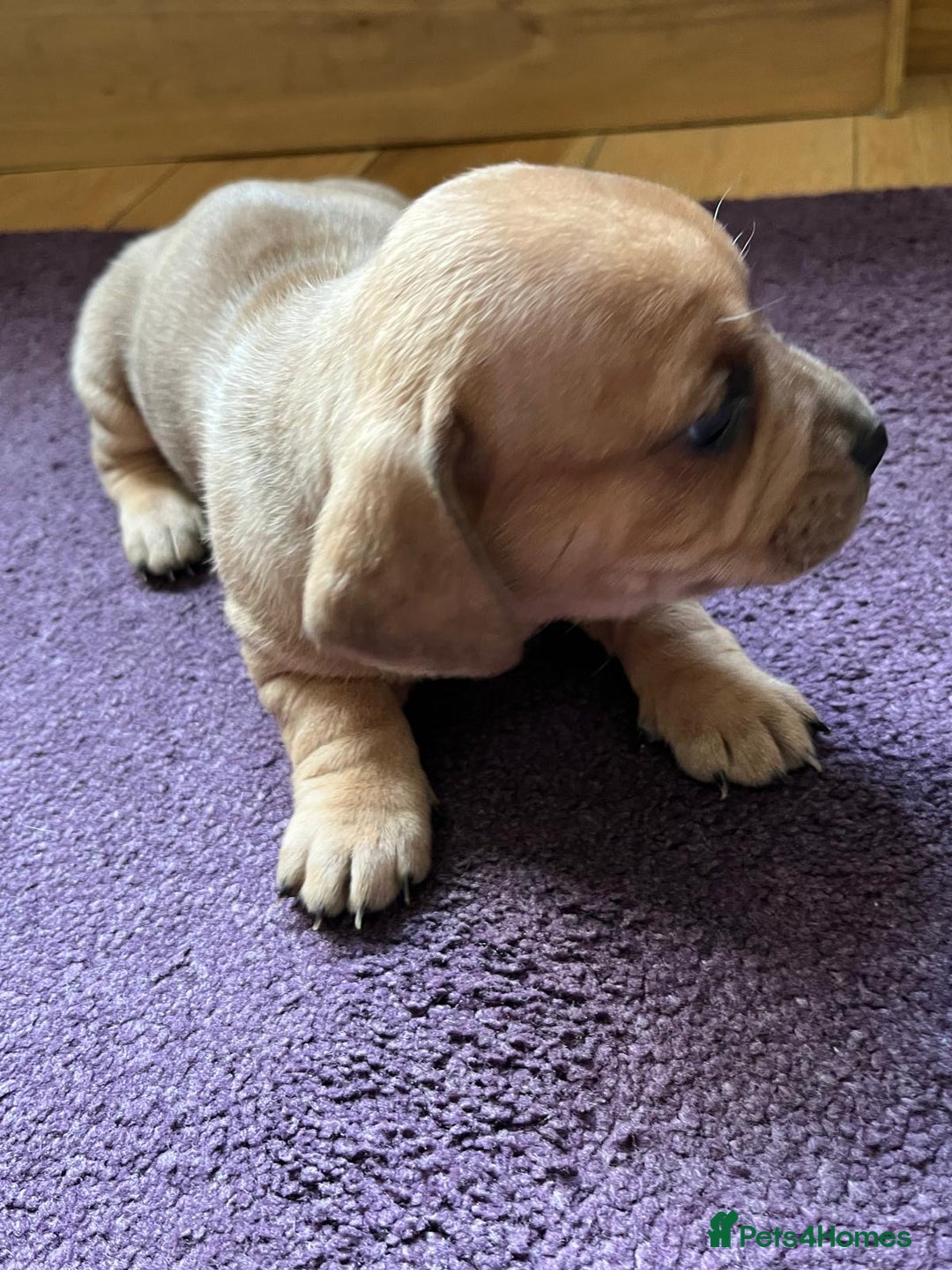Mixed Breed dogs for sale: French wieners - Image 11